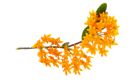 a butterfly weed with small yellow flowers