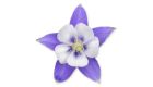 a purple and white columbine flower from colorado