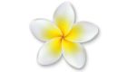 a white and yellow plumeria flower