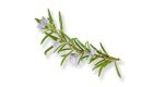 a sprig of rosemary